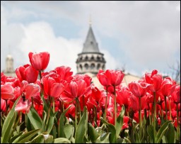 Стамбул в тюльпанах