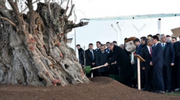 Всемирную выставку EXPO-2016 в Анталии украсит самое старое оливковое дерево Турции