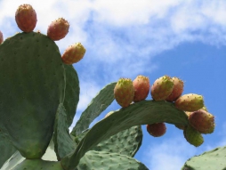 Зима в Аланье: январь, аллея кактусов