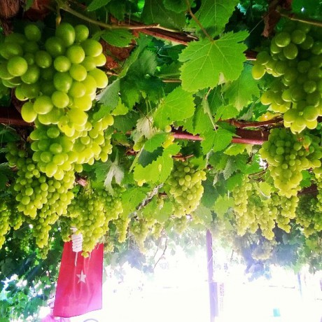 Шикарный виноград над местом отдыха таксистов????????????
